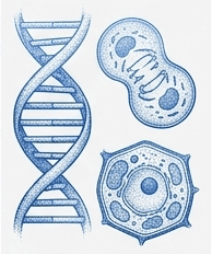 Biology / Biologi illustration